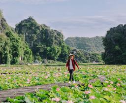 Tháng 7 thời điểm Hang Múa đẹp như thơ khi đầm sen nở rộ, thơm ngan ngát