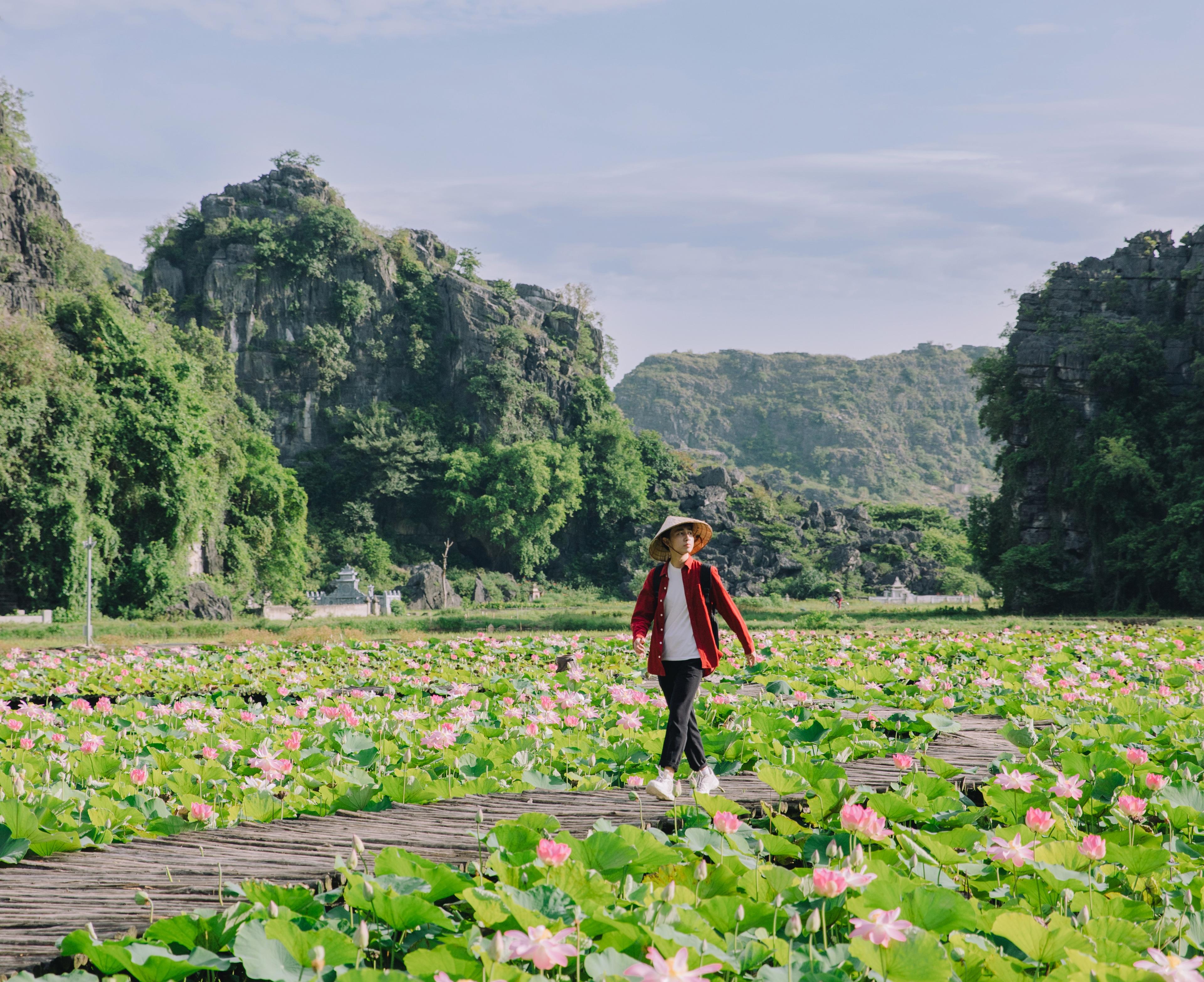 Tháng 7 thời điểm Hang Múa đẹp như thơ khi đầm sen nở rộ, thơm ngan ngát