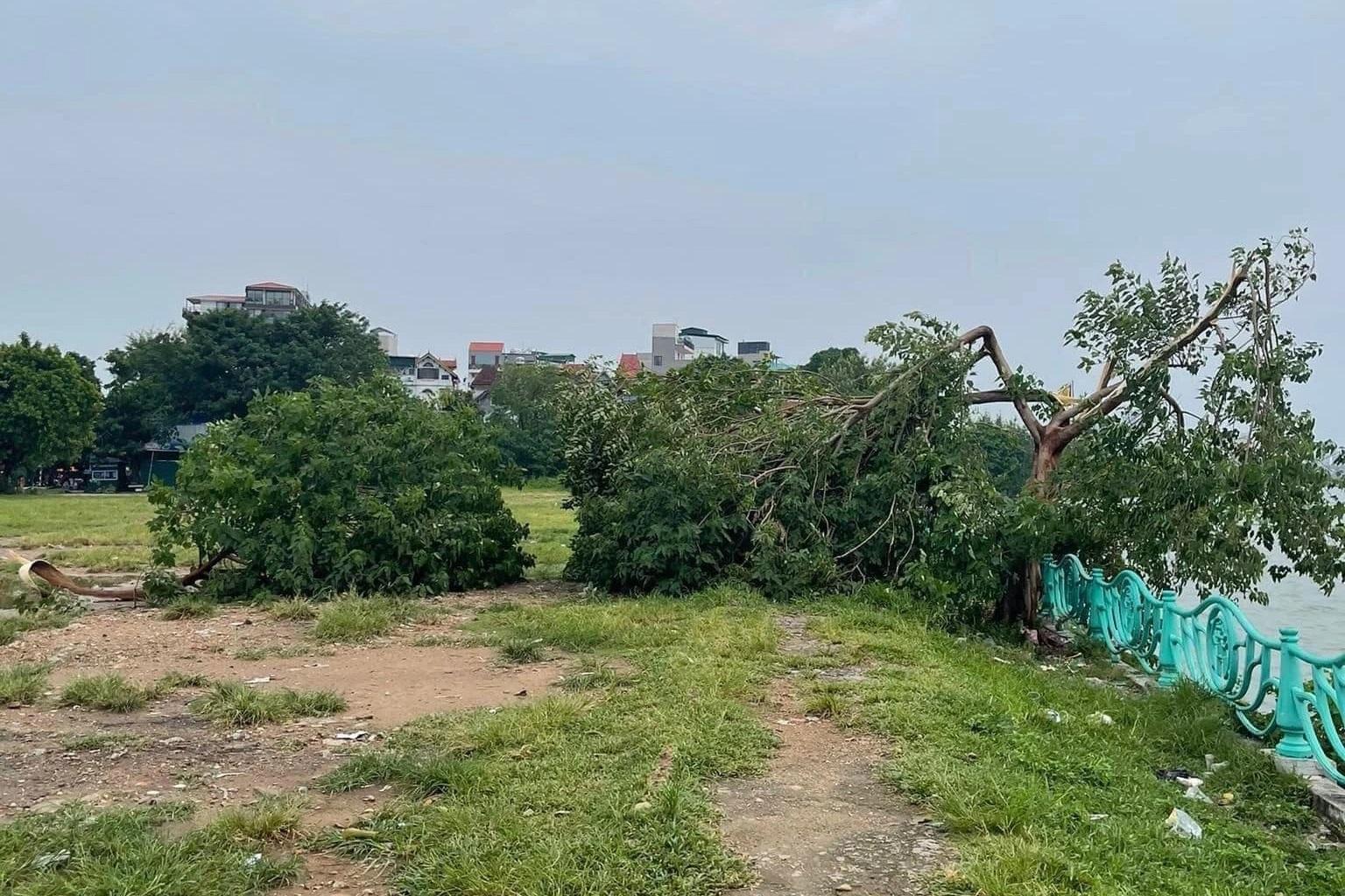 Cây cô đơn Hồ Tây bị mưa dông quật gãy sẽ được trồng lại ở vị trí cũ