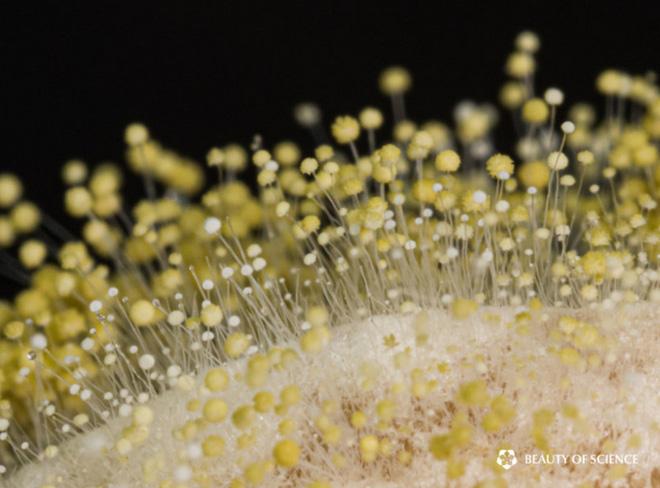 Nấm mốc trở nên đẹp lạ qua ống kính máy ảnh