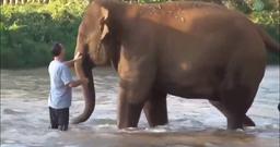 Đàn voi mừng như trẻ nhỏ khi gặp lại người chăm sóc sau 14 tháng xa cách