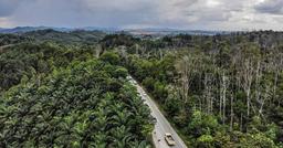 Indonesia dời đô từ Jakarta sang đảo Borneo