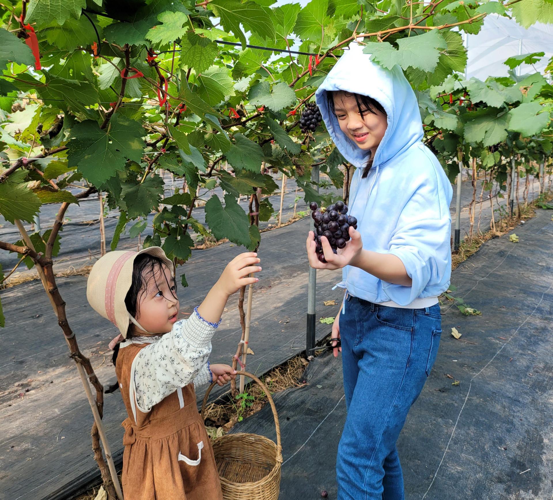 Hái nho ngay tại Hà Nội, cách Hồ Gươm chỉ 30 phút đi xe, tại sao không?