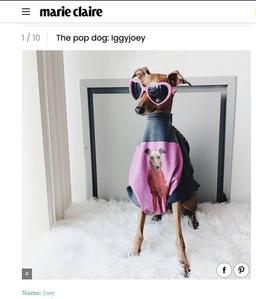 Cô chó Iggy Joey: Siêu mẫu thú cưng quốc tế, một ngày kiếm 10.000 đô