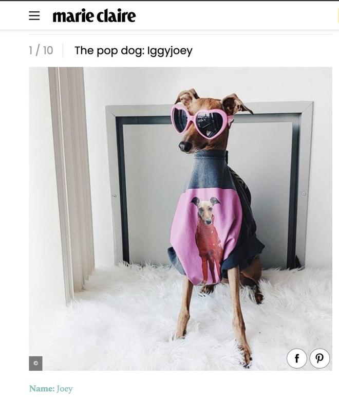 Cô chó Iggy Joey: Siêu mẫu thú cưng quốc tế, một ngày kiếm 10.000 đô