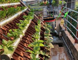 Vườn rau thủy canh 7m² trên mái nhà lúc nào cũng dư rau ăn của cặp vợ chồng ở Thái Bình