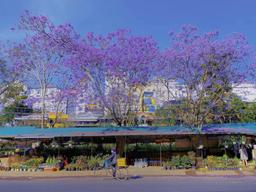 Đến Đà Lạt tháng 3 này để ngắm phượng tím nở rộ khắp phố phường