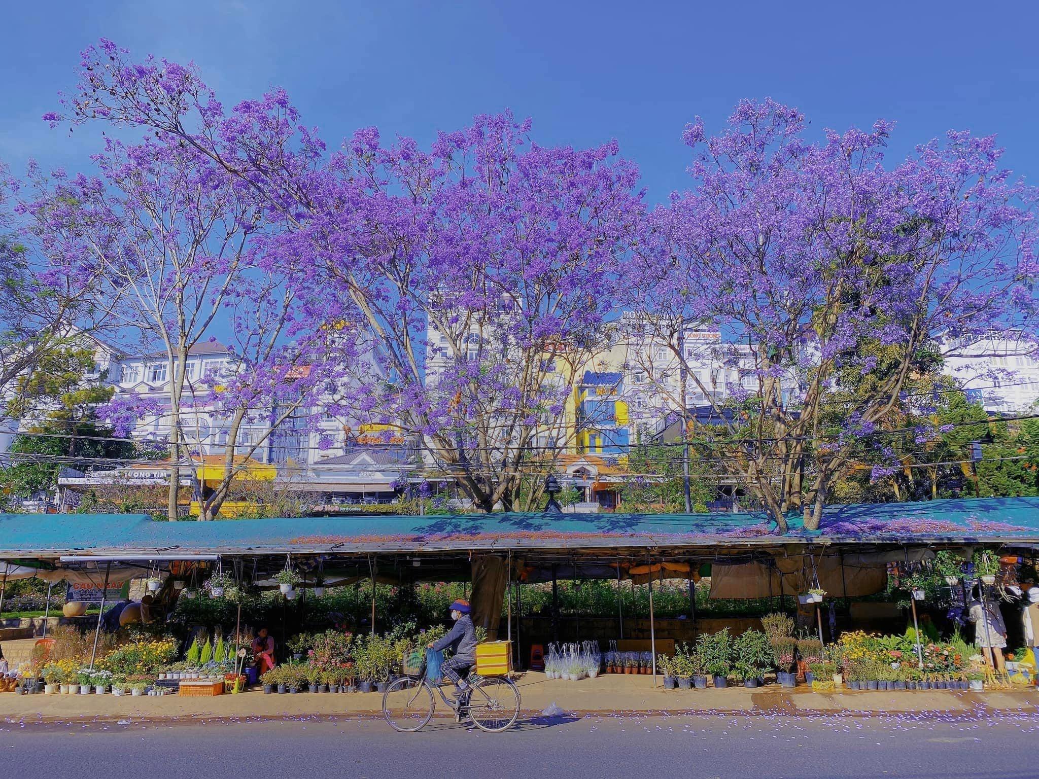 Đến Đà Lạt tháng 3 này để ngắm phượng tím nở rộ khắp phố phường
