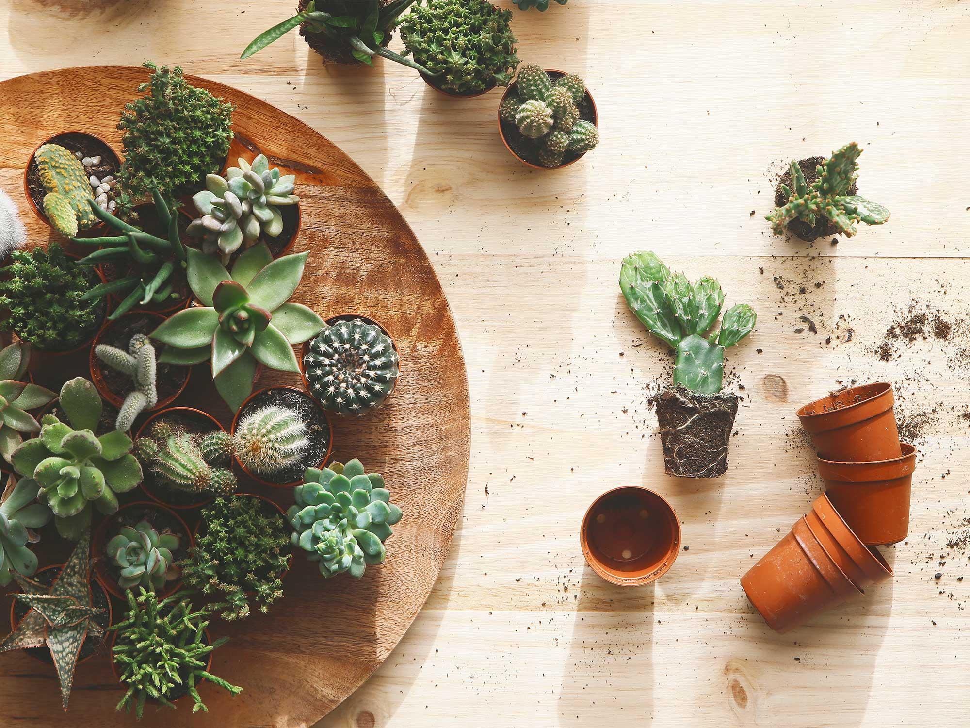 Quy tắc “3 nên 2 không” khi đặt cây xương rồng trong nhà để đón may mắn, tài lộc