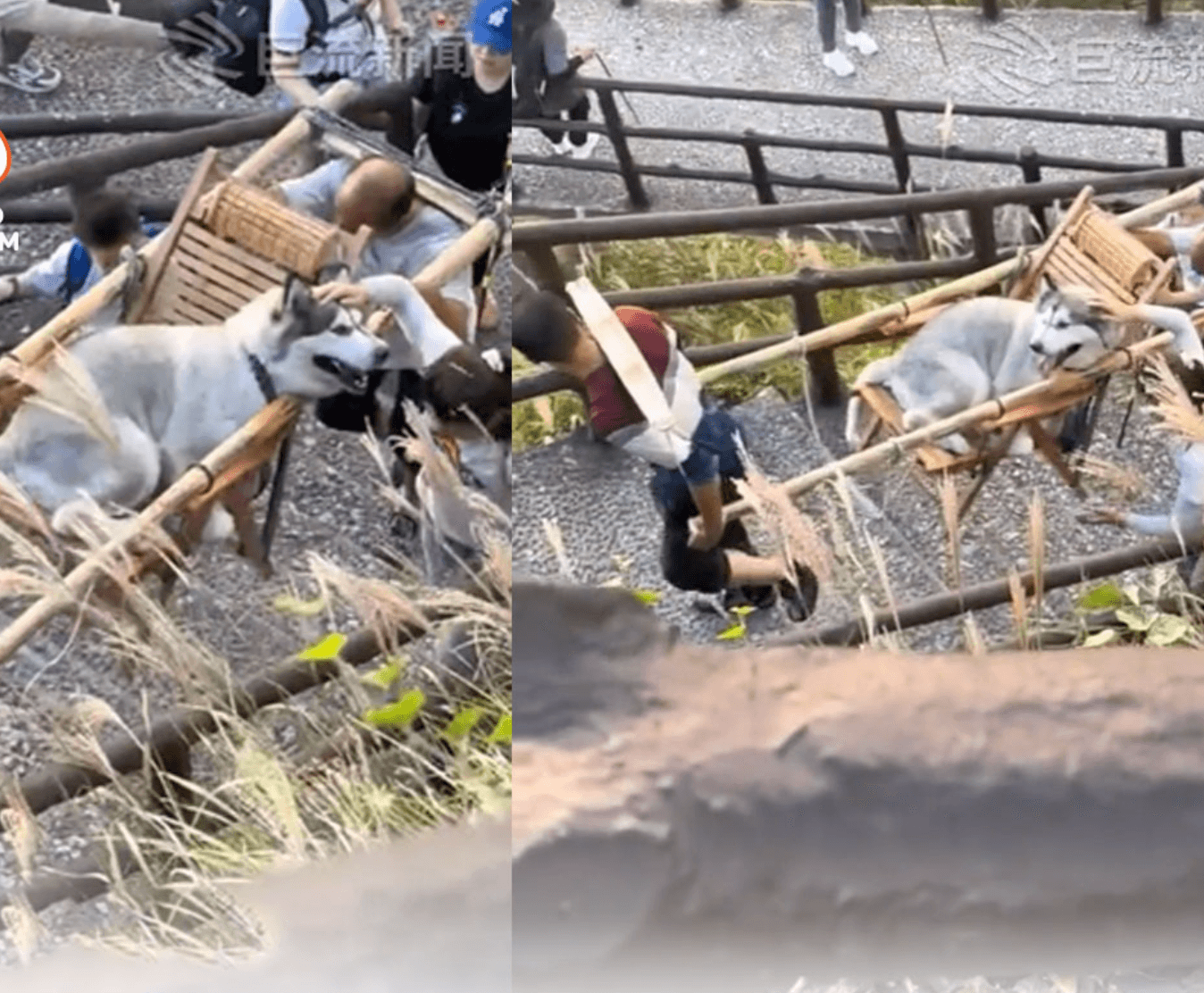 Cô gái vấp phải chỉ trích từ cư dân mạng khi thuê người khiêng chó cưng đi du lịch