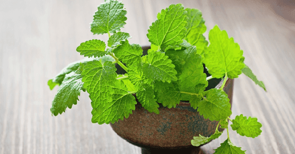 10 cách sử dụng lá bạc hà trị mụn vừa đơn giản vừa hiệu quả