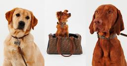 Fendi ra mắt BST thời trang dành riêng cho thú cưng