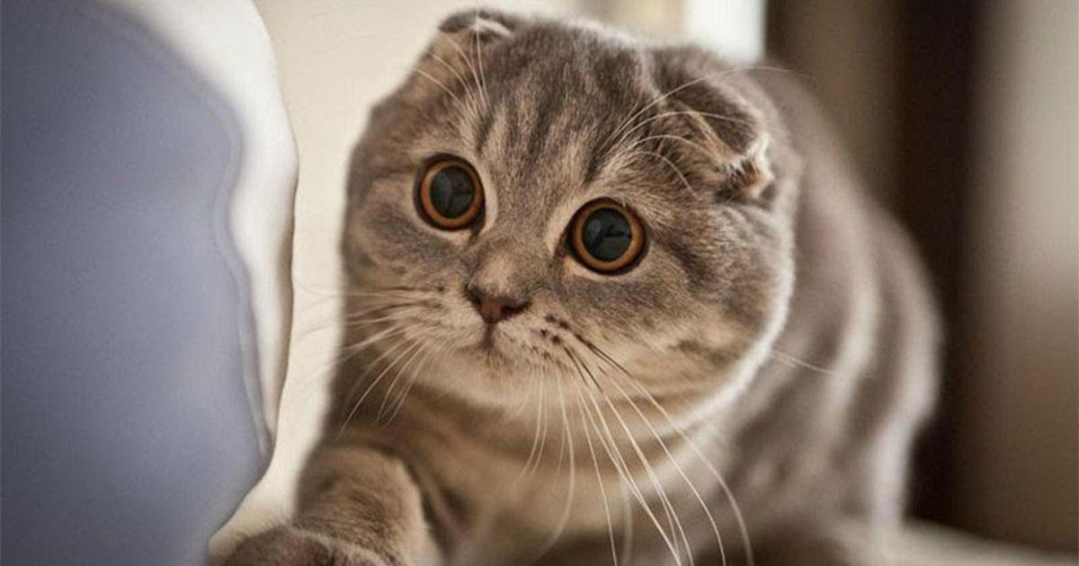 Mèo Anh lông ngắn là gì? Nguồn gốc, giá cả, cách chăm sóc mèo Anh