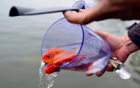 Hà Nội: Chuyện thả cá chép, đưa ông Táo về trời