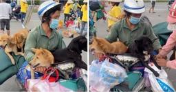 Sao Việt đồng loạt phản ứng về vụ 15 chú chó bị thiêu hủy, Hồng Ánh gửi đơn