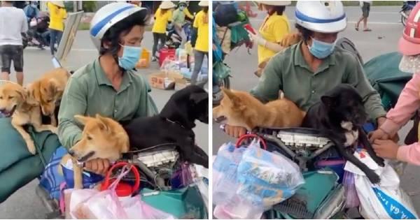 Sao Việt đồng loạt phản ứng về vụ 15 chú chó bị thiêu hủy, Hồng Ánh gửi đơn