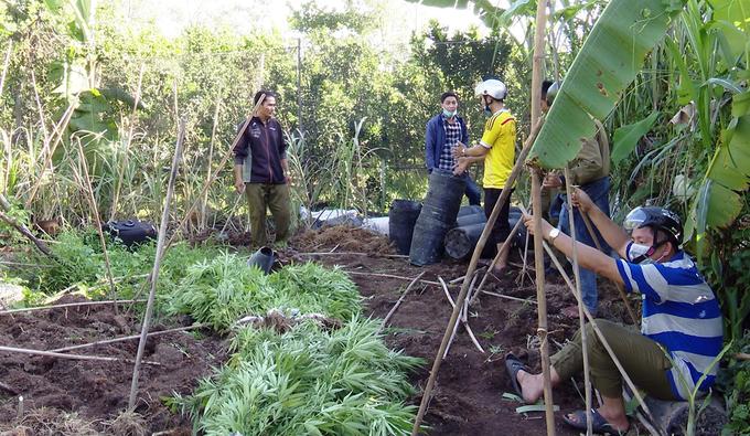 Vĩnh Long: Lén trồng hơn 300 cây cần sa trong vườn cam