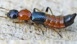 Hà Nội: Kiến ba khoang ồ ạt tấn công nhiều người