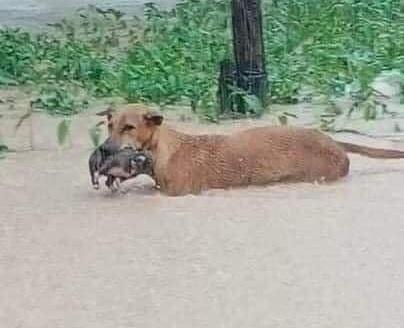 Hình ảnh chó mẹ cố gắng tha con đi trong mưa lũ gây xúc động