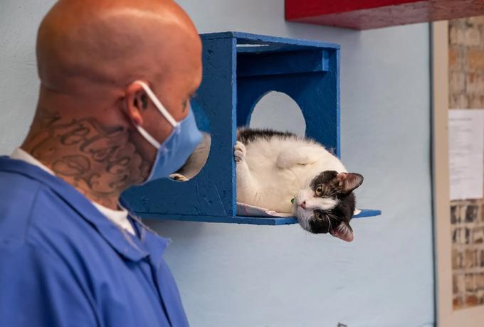 Cho phạm nhân chăm mèo hoang 7 tiếng mỗi ngày để sớm hoàn lương