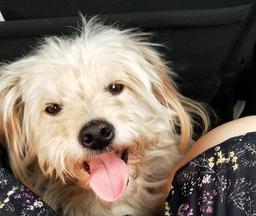 Chú chó bị chủ bỏ quên đi bộ gần 60 km để tìm về nhà