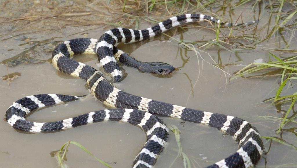 Phải làm gì khi rắn bò vào nhà?