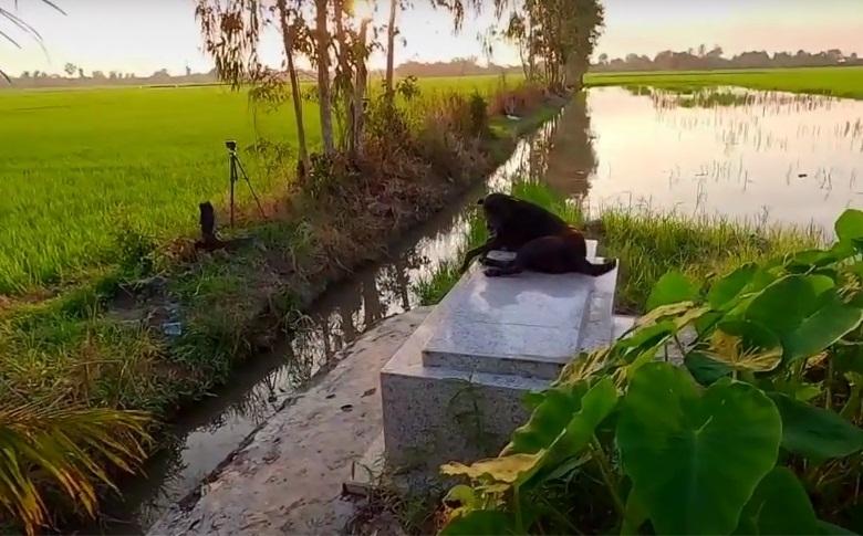 Chú chó miền Tây trung thành 3 năm túc trực bên mộ chủ