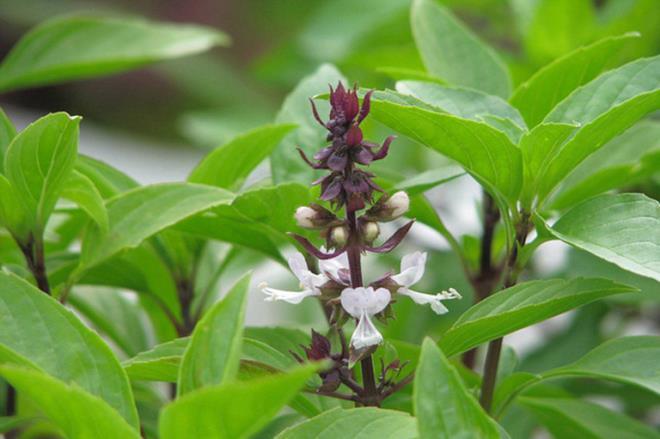 Đuổi kiến ba khoảng bằng những loài cây quen thuộc