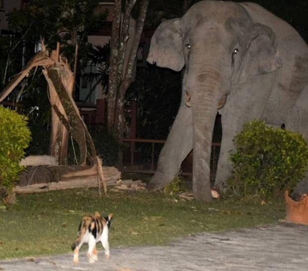 Chú voi nặng 4 tấn bị mèo rượt đến bỏ chạy khi mò vào nhà dân tìm đồ ăn