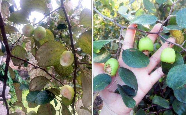 Hà Nội: Nhóm khách vào vườn táo cắn dở như chuột gặm, về còn để lại bút tích 'trêu ngươi'
