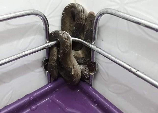 Đưa tay tìm khăn tắm, nữ sinh túm ngay “bé Na” cuộn mình trên kệ xà phòng