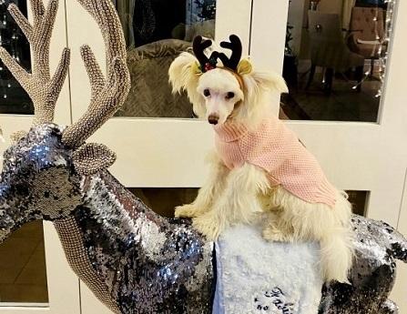 Mua quà Giáng sinh cho chó hết 210 triệu đồng