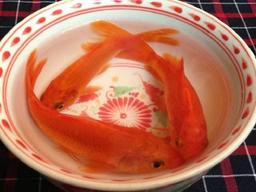 Cúng ông Công ông Táo cần mấy con cá chép mới đúng?