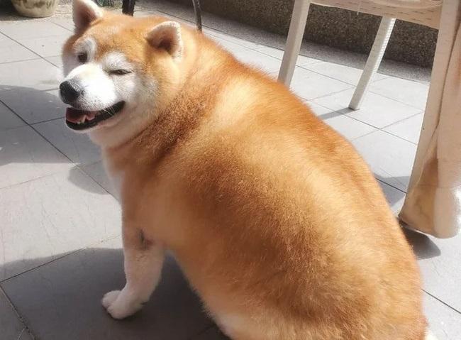 Nàng chó ăn kiêng 9 năm vẫn bị tròn như củ khoai: Béo thực sự là định mệnh!