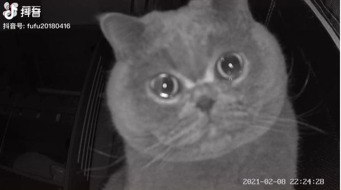 Video mèo con khóc vì nhớ chủ làm MXH rơi nước mắt