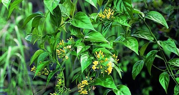 Vì sao lá ngón lại gây chết người và cách xử trí khi bị ngộ độc lá ngón