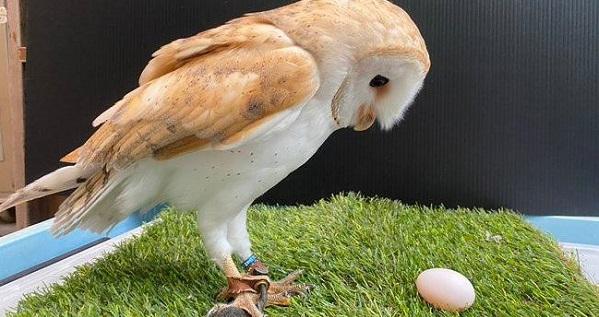 Cú đực chuyển giới thành cú cái khiến nhân viên sở thú hết hồn