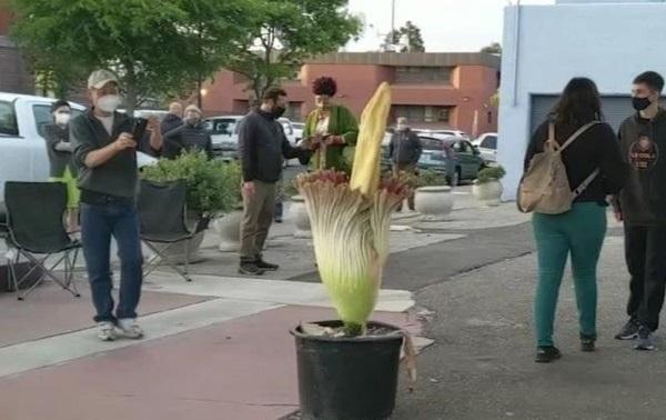 Hàng trăm người tụ tập, xếp hàng tại một trạm xăng bỏ hoang để... ngửi hoa thối