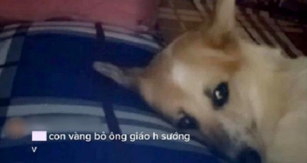 Chú cún miền Tây chỉ livestream trong lúc ngủ mà trở thành "idol"