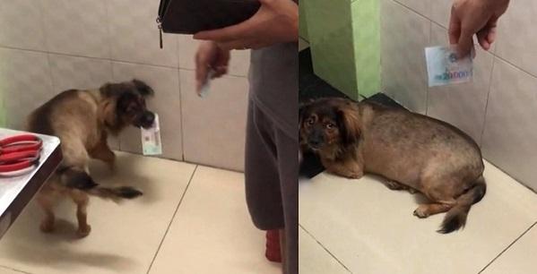 Chú chó được ba cho tiền để ngủ cùng nhưng phải tiền giá trị cao mới lấy