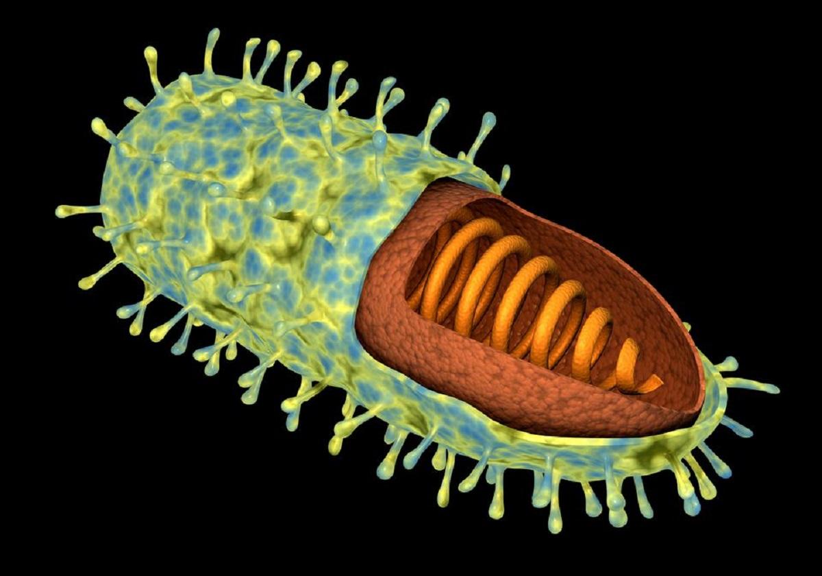 Loại virus quen thuộc khiến đại đa số những người mắc phải tử vong