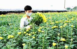 Hà Nội: Hoa Tết được giá, thương lái phải "cầu cạnh" chủ vườn
