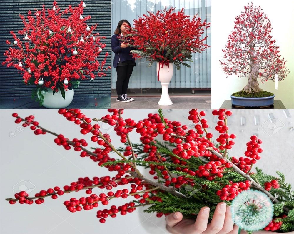 Đào đông đỏ: Hoa Tết cho nhà giàu tăng giá lên tới 30 triệu đồng 1 cặp.