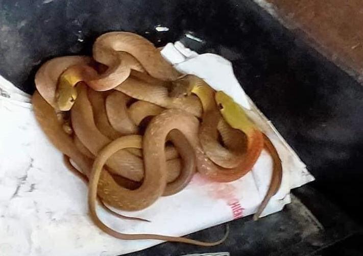 Quảng Trị: Hốt hoảng gặp cả đại gia đình "bé na" lúc nhúc trong cốp xe