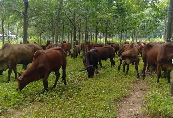 Tuyển chăn bò thời 4.0: Ngày làm 8 tiếng, lương cao, chế độ bảo hiểm đầy đủ