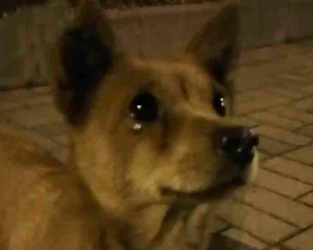 Chú chó hoang rơi nước mắt, vái lia lịa vì được người lạ cho ăn