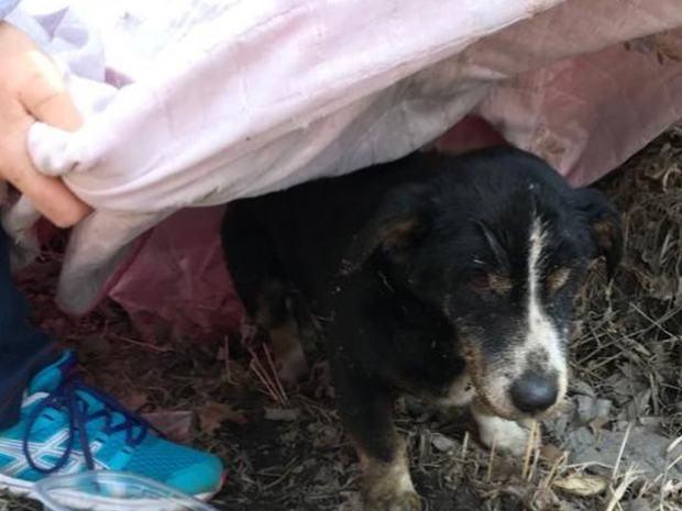 Chú chó già được ăn táng cẩn thận bỗng đội mồ sống dậy lết về nhà