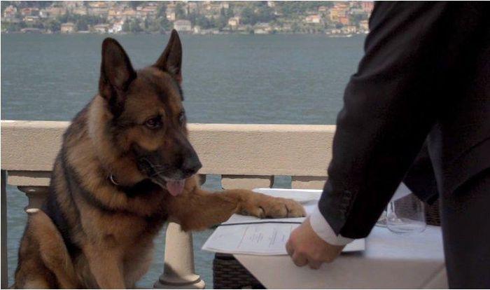 Kinh ngạc trước gia tộc chó giàu có nhất thế giới với tài sản 8,6 ngàn tỷ