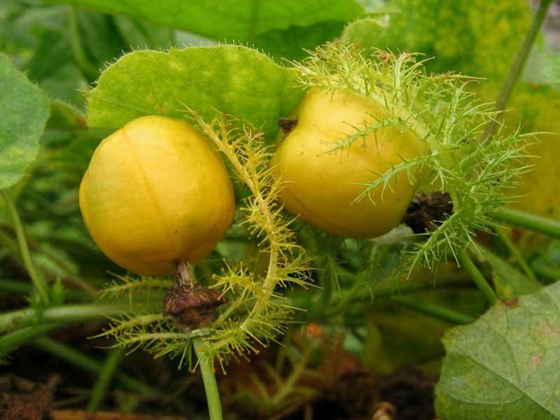 Củ cây lạc tiên - Vị thuốc Nam quý giúp bà cụ sống sót sau 7 ngày rơi xuống vực là gì?