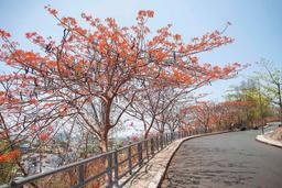 Lạc bước tại con đường hoa phượng đẹp nhất Vũng Tàu